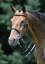 Briglia dressage per usato  Italia
