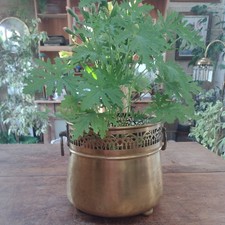 40cm planter for sale 40cm planter for sale VENTNOR
