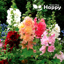 Dwarf hollyhock majorette for sale  DONCASTER