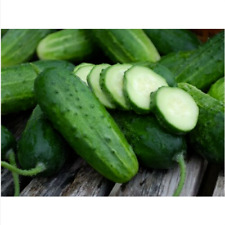 Seeds cucumber boston d'occasion  Expédié en France
