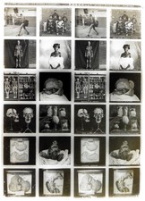 Educa.stereo.mammals men chine d'occasion  Expédié en Belgium