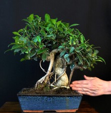 bonsai ficus gebraucht kaufen bonsai ficus gebraucht kaufen Bielefeld