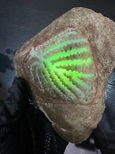 1lb 3oz natural for sale  Naperville
