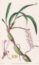 Otochilus Fusca Népal Botanique Fleur Botanique Gravure Cuivre Curtis 3921 comprar usado  Enviando para Brazil