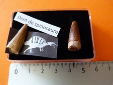 Dents fossiles dinosaure d'occasion  Saint-Aubin-sur-Mer