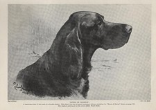 Gordon setter sketch for sale  Tampa