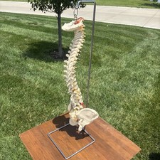 Suporte de pélvis coluna vertebral educacional profissional anatomia modelo médico 27"" comprar usado  Enviando para Brazil