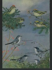 Vintage 1964 birds for sale  Temecula