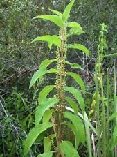 Boehmeria cylindrica false for sale  San Francisco
