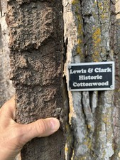 Cottonwood bark carving for sale  Bismarck