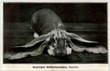 Englisches widderkaninchen ram gebraucht kaufen  Eimeldingen