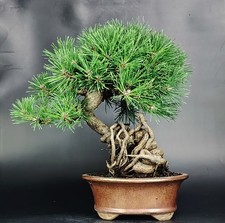 prebonsai pinus usato prebonsai pinus usato Cison di Valmarino