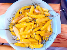 Graines piment lemon d'occasion  Châteaulin