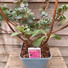 Rhododendron mother day for sale  YORK