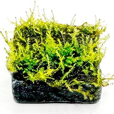 Live aquarium moss for sale  ACHARACLE