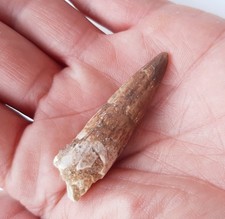 Dente spinosauro fossile usato  Minerbio