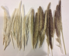 Pampas grass boho for sale  Hanska