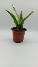 Single aloe vera for sale  South Pasadena