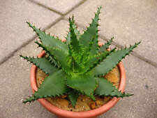 Aloe broomii rare for sale  Miami