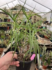 Aloe ciliaris climbing for sale  Temecula