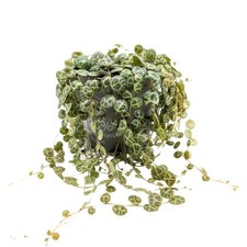 Peperomia prostrata string for sale  CREDITON
