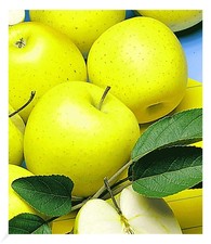 Säulen apfel golden gebraucht kaufen  Bensheim