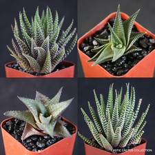 Haworthia collection rare for sale  Miami