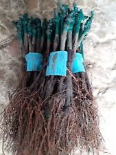 Grape vines. disease for sale  YORK