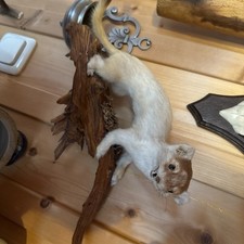 Marder ausgestopft holz gebraucht kaufen  Pfaffenhofen a.d.Ilm