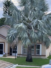 Gorgeous tropical bismarck for sale  Melbourne
