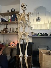 Human skeleton anatomical for sale  GLOSSOP
