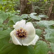 Stewartia ovata mountain for sale  Blairsville