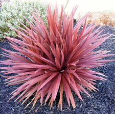 Cordyline red star for sale  NORTHWICH