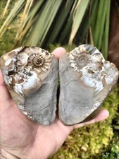 Calcite androgynoceras maculat for sale  REDCAR