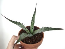 Agave cerulata east usato  Napoli