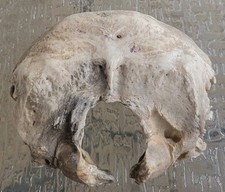 Antique medical anatomical for sale  Columbus