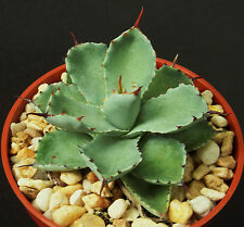 Agave potatorum cv. for sale  Miami