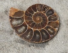 Lot fossiles ammonite d'occasion  Nice-