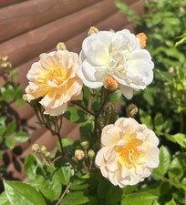 Ghislaine feligonde 4ltr for sale  SPALDING