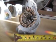 Echioceras double ammonite for sale  CARDIFF