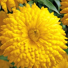 Golden emperor calendula for sale  Tarpon Springs