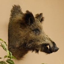 Wildschwein europäischer keil gebraucht kaufen Wildschwein europäischer keil gebraucht kaufen  Nagel