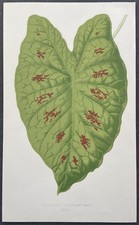 Botanique caladium verschaffel d'occasion  Limoges-
