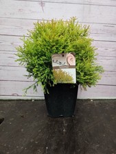 Thuja occidentalis rheingold for sale  HARLOW