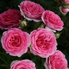 Rosa rigo rosen d'occasion  Pouzauges