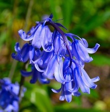 English bluebells bulbs for sale  MELTON MOWBRAY