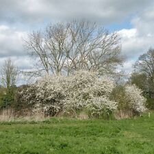 Black thorn sloe for sale  MOELFRE