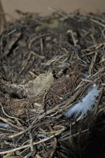 Konvolut federn ente gebraucht kaufen  Clenze