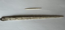 Southern stingray barb for sale  Colorado Springs