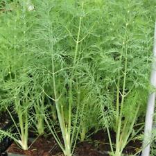 300 dill dukat for sale  Berwyn